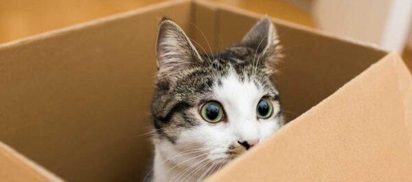 chat dans une boite en carton