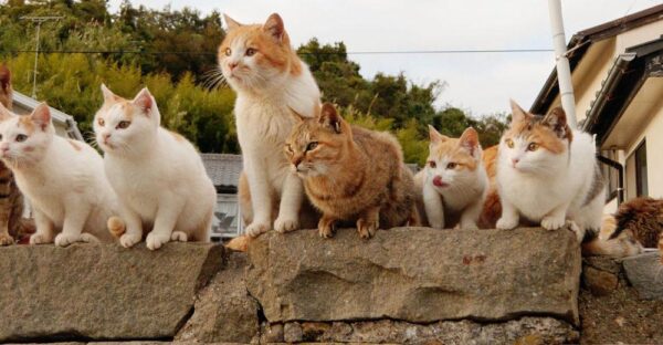 nekojima l'ile des chats